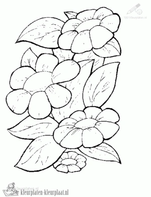 Bloemen 26 kleurplaat om te printen en kleuren