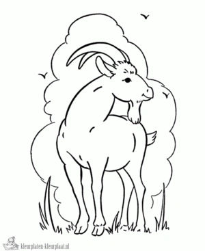 Geit 13 kleurplaat om te printen en kleuren