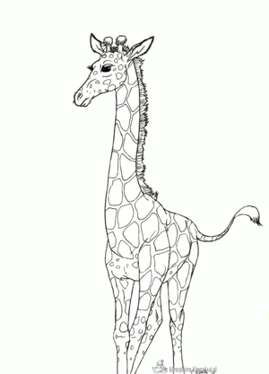 Giraffe 41 kleurplaat om te printen en kleuren