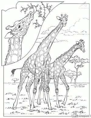 Giraffe 60 kleurplaat om te printen en kleuren