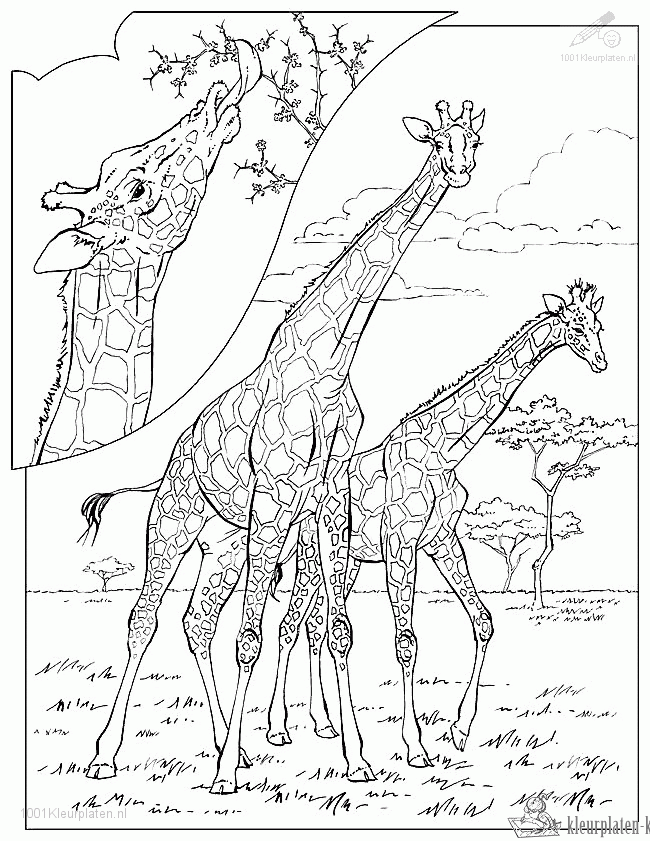 Giraffe 60 kleurplaat
