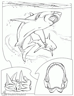 Haai 10 kleurplaat om te printen en kleuren