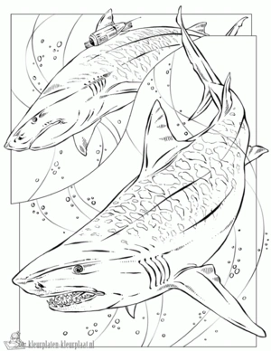 Haai 13 kleurplaat om te printen en kleuren