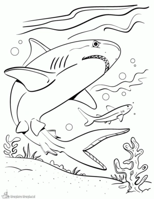 Haai 17 kleurplaat om te printen en kleuren