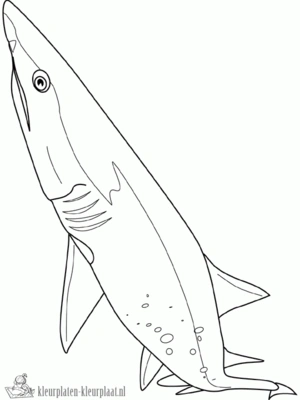 Haai 18 kleurplaat om te printen en kleuren