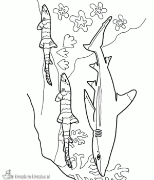 Haai 26 kleurplaat om te printen en kleuren