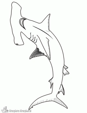 Haai 33 kleurplaat om te printen en kleuren