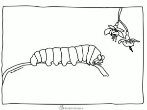 Insecten 14 kleurplaat om te printen en kleuren