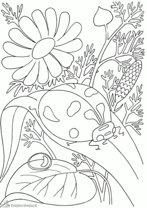 Insecten kleurplaten om te printen en kleuren