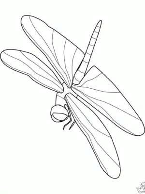 Insecten 3 kleurplaat om te printen en kleuren