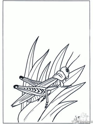 Insecten 30 kleurplaat om te printen en kleuren