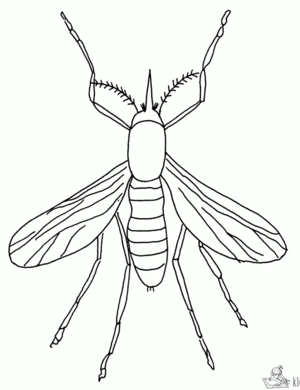 Insecten 39 kleurplaat om te printen en kleuren