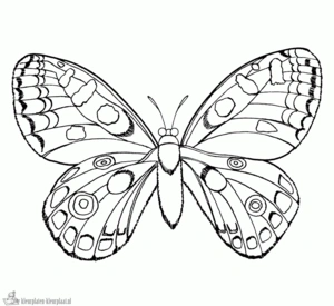 Insecten 4 kleurplaat om te printen en kleuren