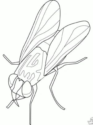 Insecten 6 kleurplaat om te printen en kleuren