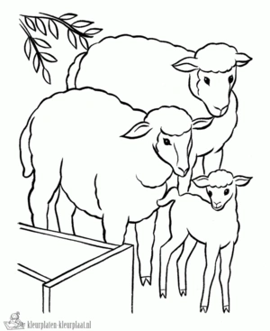 Schaap 19 kleurplaat om te printen en kleuren