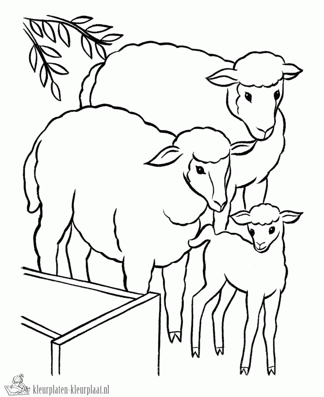 Schaap 19 kleurplaat