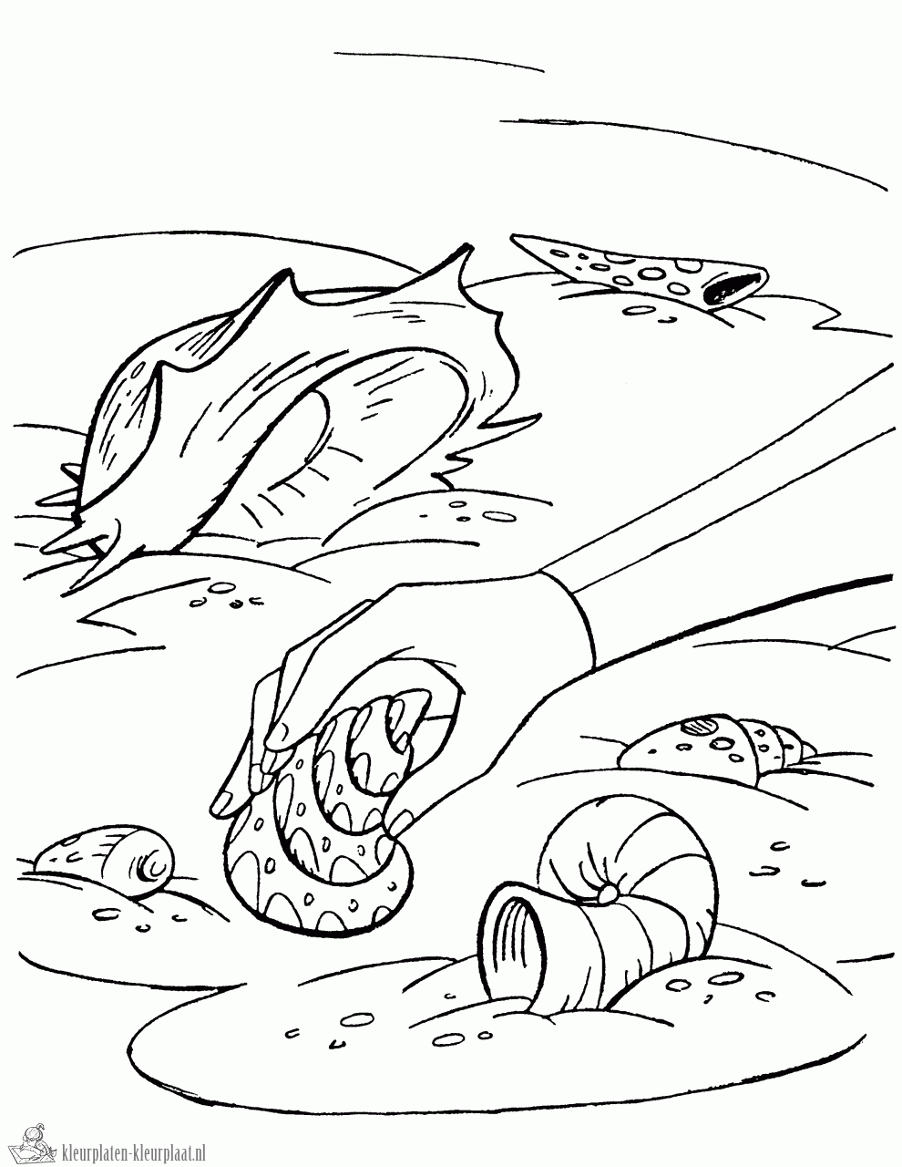 Schelpen 4 kleurplaat