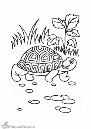 Schildpad 10 kleurplaat om te printen en kleuren