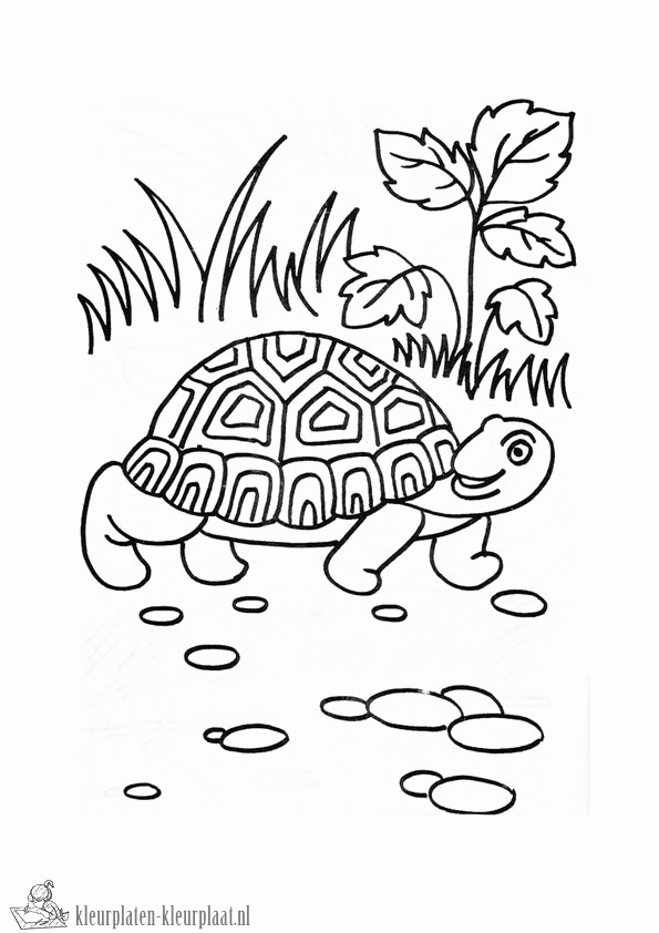 Schildpad 10 kleurplaat