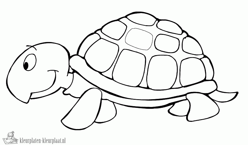 Schildpad 2 kleurplaat