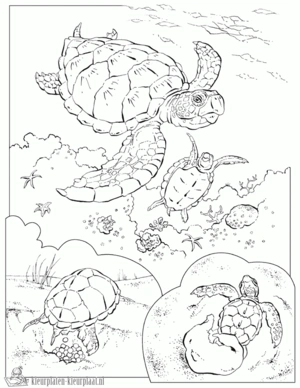 Schildpad 23 kleurplaat om te printen en kleuren