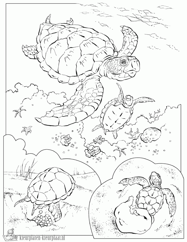 Schildpad 23 kleurplaat