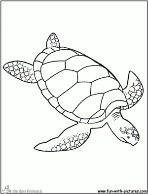 Schildpad 29 kleurplaat om te printen en kleuren