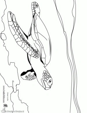Schildpad 32 kleurplaat om te printen en kleuren