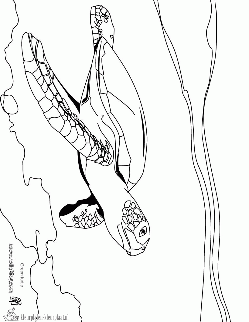 Schildpad 32 kleurplaat