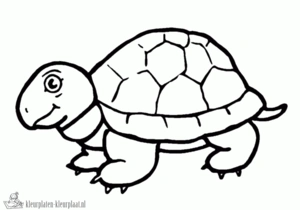 Schildpad 37 kleurplaat om te printen en kleuren