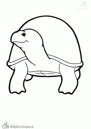 Schildpad 43 kleurplaat om te printen en kleuren