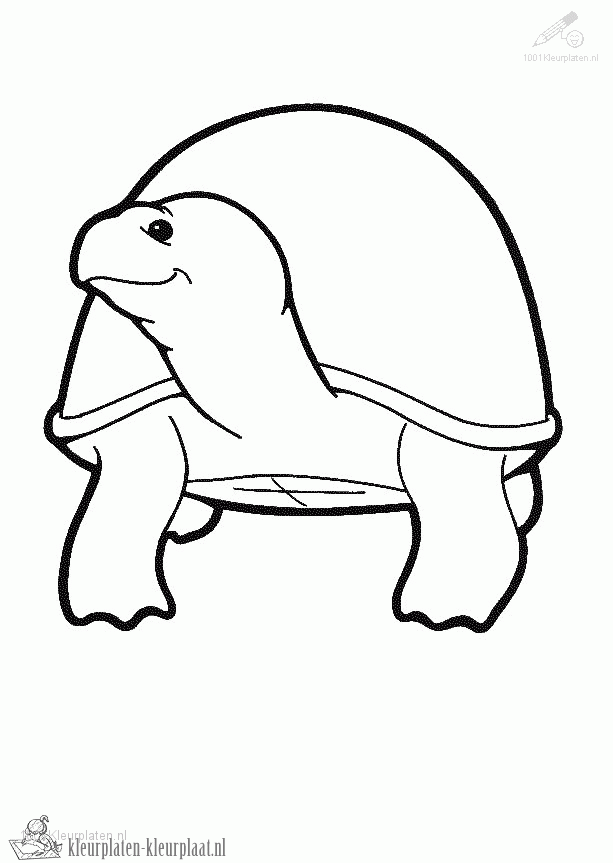 Schildpad 43 kleurplaat