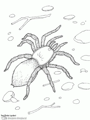 Spin 8 kleurplaat om te printen en kleuren