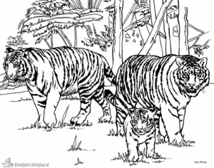 Tijger kleurplaten om te printen en kleuren