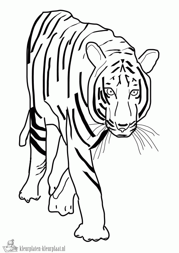 Tijger 15 kleurplaat