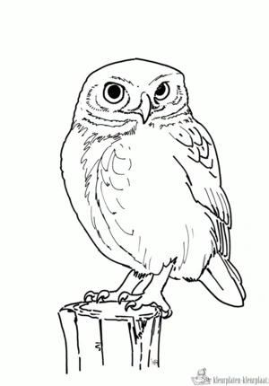 Uil 10 kleurplaat om te printen en kleuren