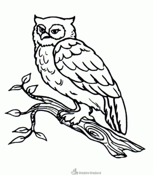 Uil 15 kleurplaat om te printen en kleuren