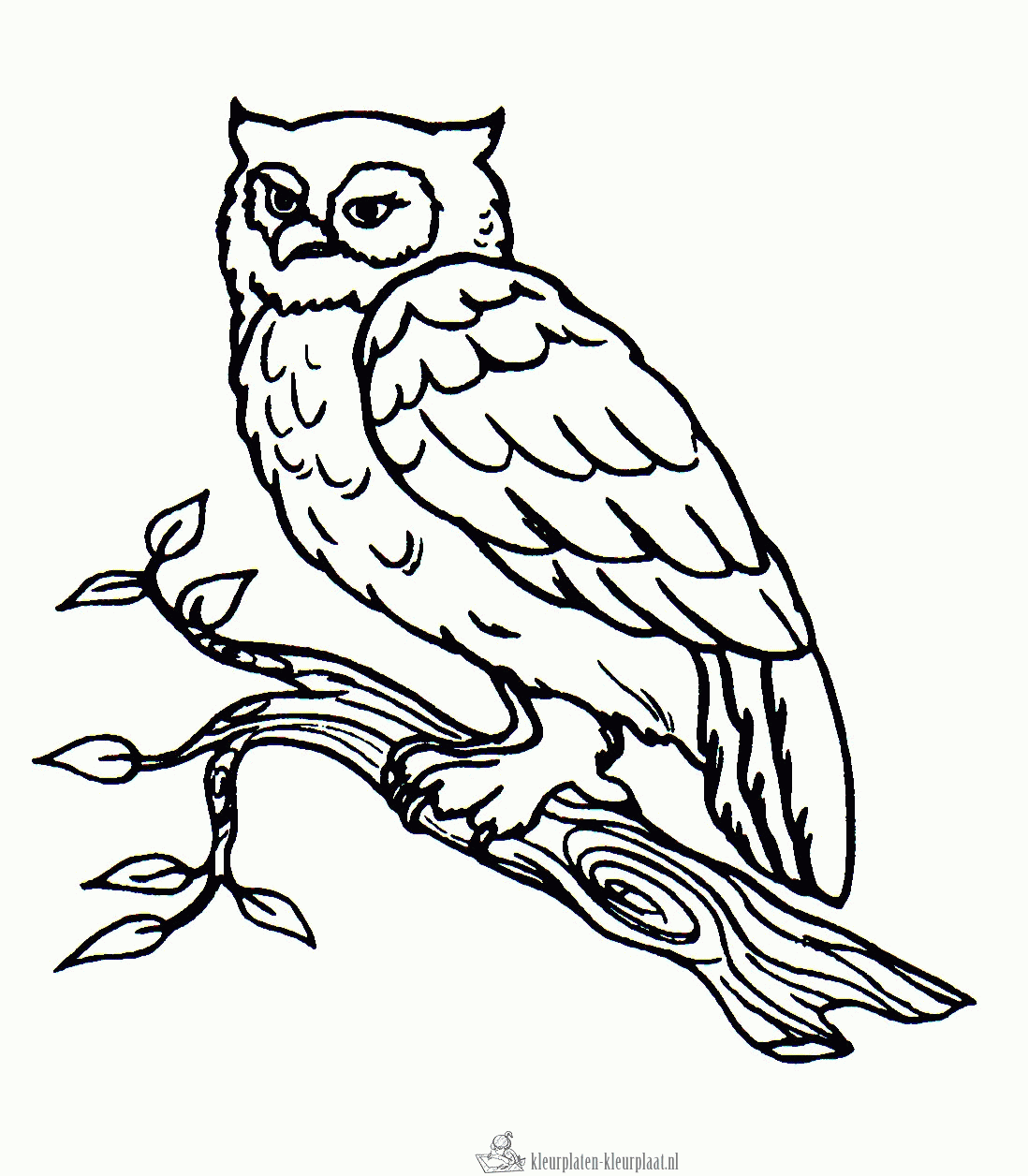 Uil 15 kleurplaat