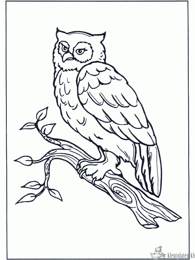 Uil 4 kleurplaat