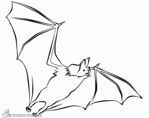 Vleermuis 26 kleurplaat om te printen en kleuren