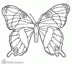 Vlinder 12 kleurplaat om te printen en kleuren