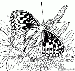 Vlinder 32 kleurplaat om te printen en kleuren