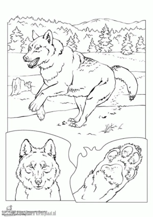 Wolf 7 kleurplaat om te printen en kleuren