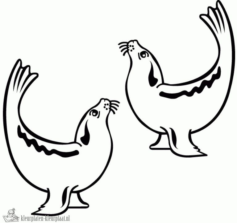 Zeehond 12 kleurplaat