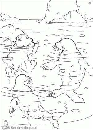 Zeehond kleurplaten om te printen en kleuren