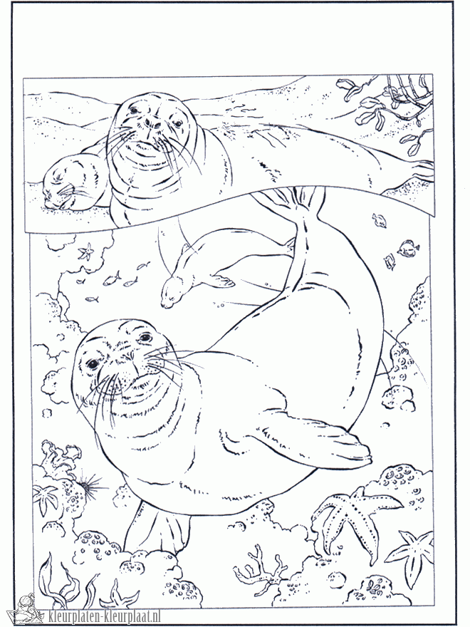 Zeehond 5 kleurplaat